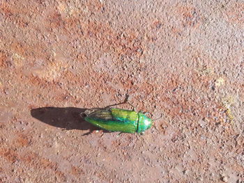 High angle view of insect on leaf