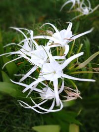 Close-up of white flower