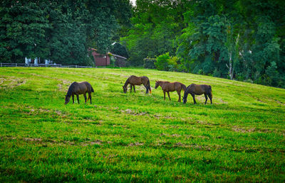 Horses grazing in a field.