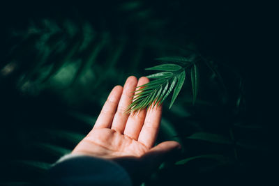 Close-up of hand holding leaves