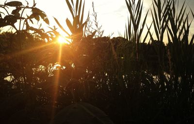 Sun shining through trees
