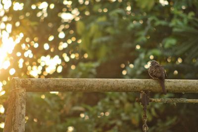 Bird perching on a fence