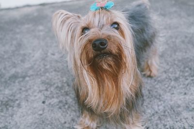 High angle portrait of a dog