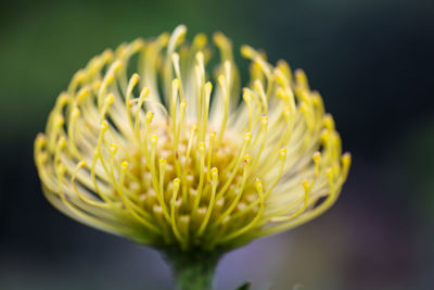 Close-up of yellow flowering plant