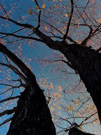 Low angle view of tree against sky