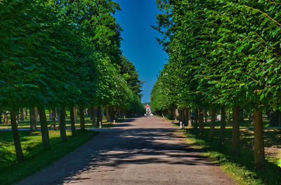 Empty road along trees in park