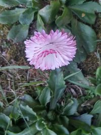 Close-up of pink flower blooming outdoors