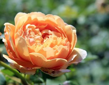 Close-up of orange flower