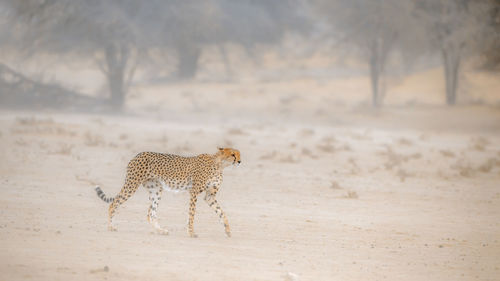 Full length of a cat walking