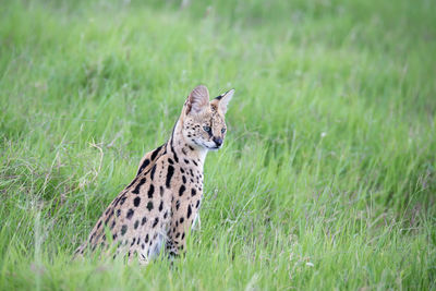 Close-up of a cat on field