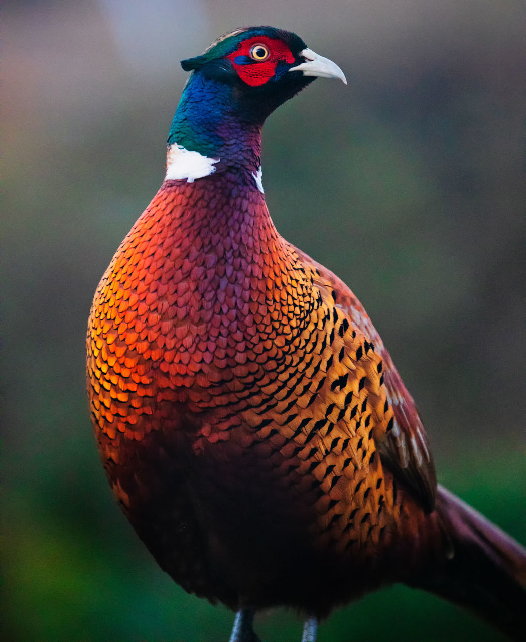 animal themes, animal, bird, one animal, beak, animal wildlife, pheasant, wildlife, no people, close-up, multi colored, focus on foreground, nature, outdoors, beauty in nature