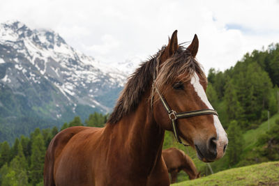 Curly mane brown horse on pasture in switzerland