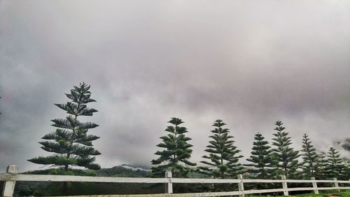 Low angle view of pine trees against sky