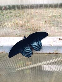 Close-up of black butterfly on glass