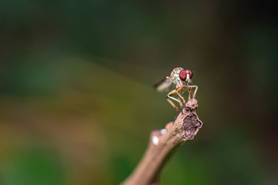 Close-up of spider