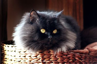 Close-up portrait of cat on floor