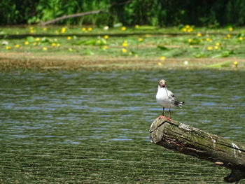 Seagull perching on wooden post