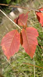 Close-up of red leaves growing on branch