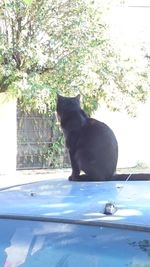 Black cat sitting on window