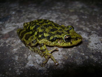 Close-up of frog on leaf