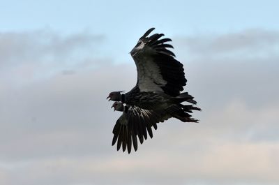 Close-up of bird flying against sky