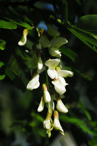 Close-up of white flowering plant