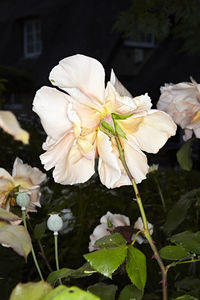 Close-up of white flowers blooming outdoors