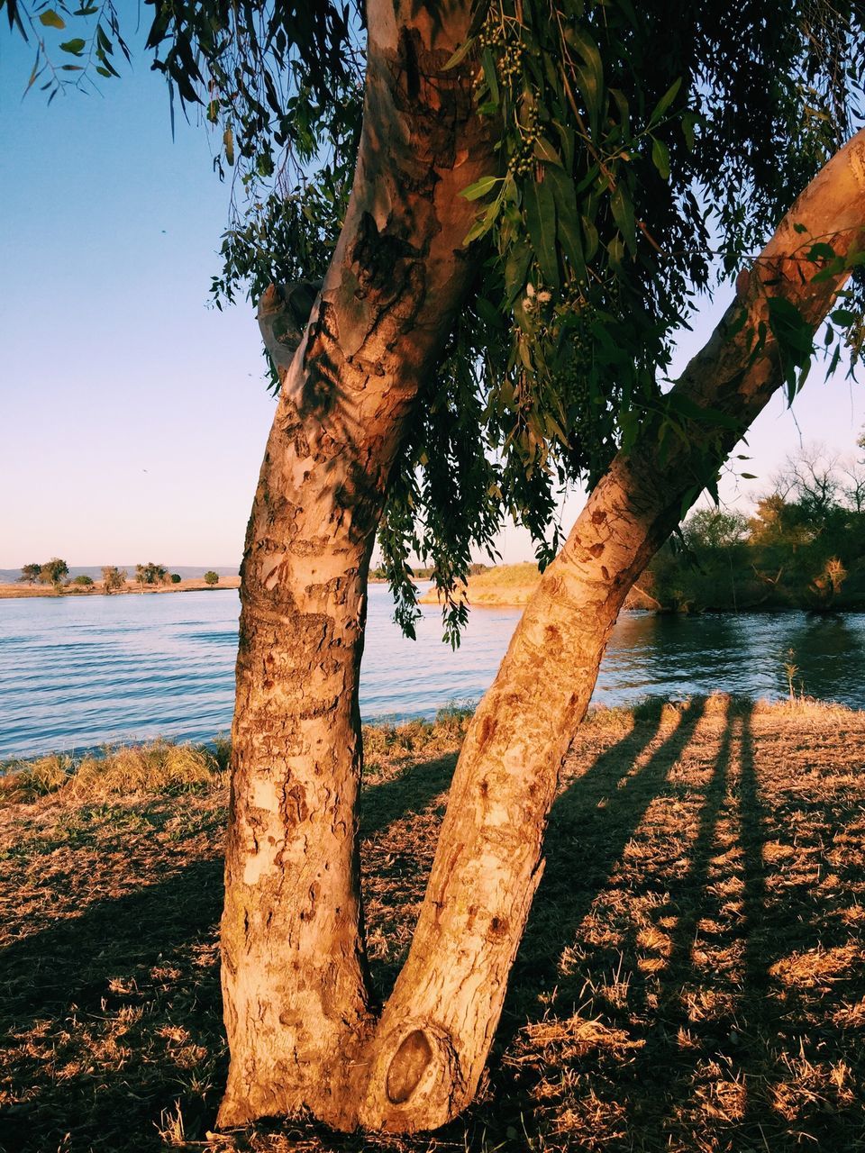 tree, water, tree trunk, branch, tranquility, nature, growth, lake, tranquil scene, river, wood - material, clear sky, beauty in nature, day, scenics, no people, sky, outdoors, sunlight, reflection