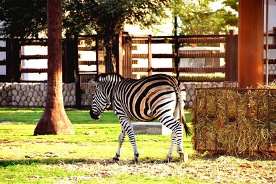 Zebra at zoo