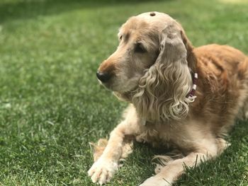 Close-up of a dog looking away