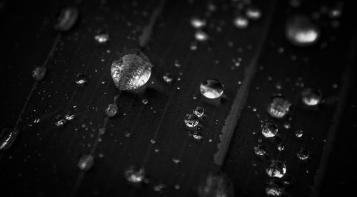 Close-up of water drops on leaf