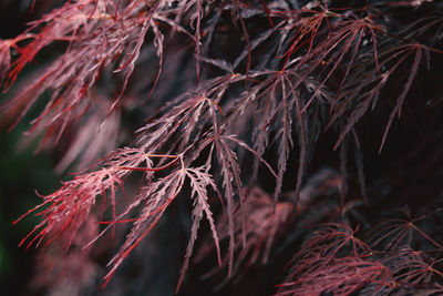 Close-up of dry leaves on plant