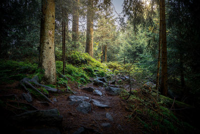 Trees in forest