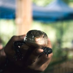 Close-up of hand holding lizard