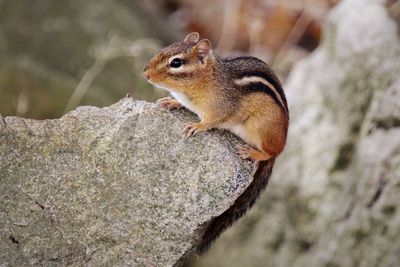 Close-up of squirrel on rock