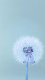 Close-up of dandelion against blue sky