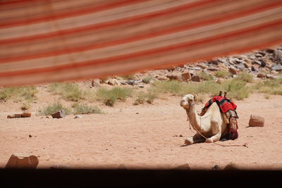 Camel sitting on field seen through tent at wadi rum