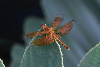 Close-up of insect on leaf