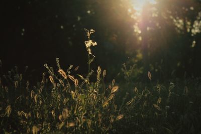 Close-up of plants growing on field against sky