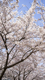 Low angle view of cherry blossoms against sky