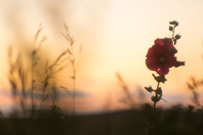 Close-up of flowering plant against sky during sunset