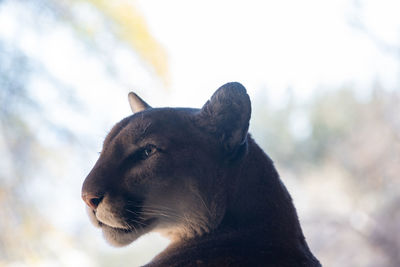 Close up of a mountain lion that is backlit