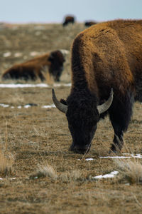 Close-up of a cow