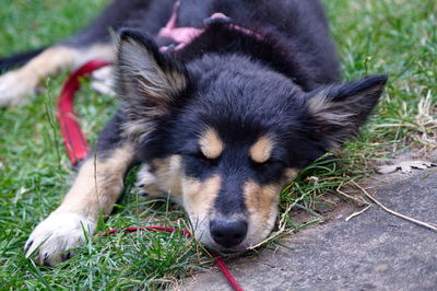 Close-up of a dog resting on field