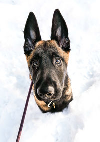 Portrait of a dog in snow