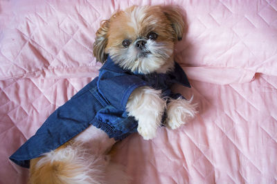 High angle view of dog relaxing on bed