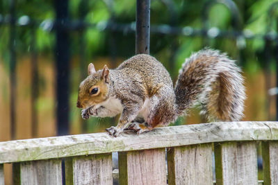 Close-up of squirrel on railing