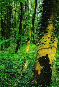 Trees in forest