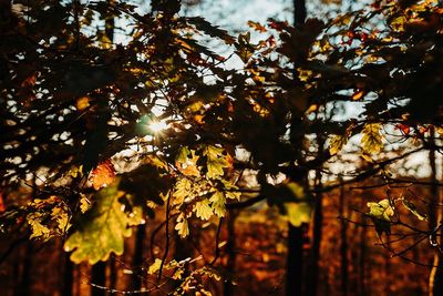 Low angle view of sunlight streaming through tree