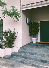 Potted plant on wall of building
